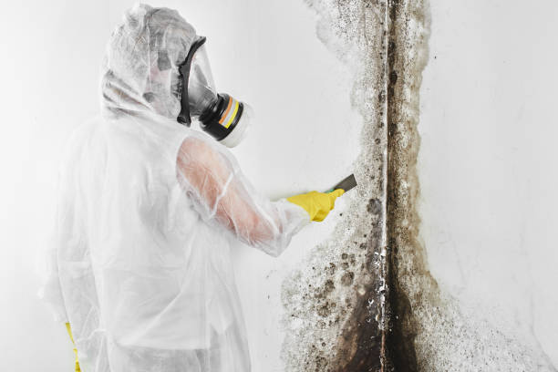 Best Mold Testing  in Littlefield, TX