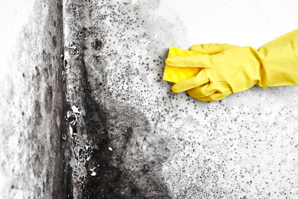Best Local Mold Removal Service  in Littlefield, TX