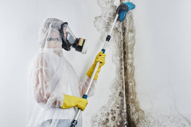 Best Fast Mold Removal  in Littlefield, TX