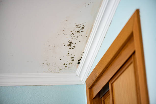 Best Professional Mold Removal  in Littlefield, TX