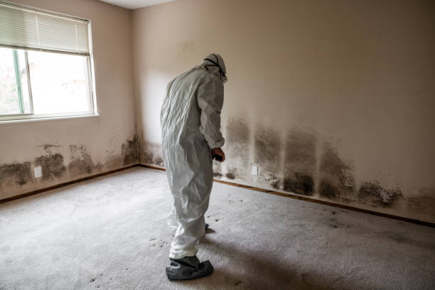 Office Mold Removal Services in Littlefield, TX