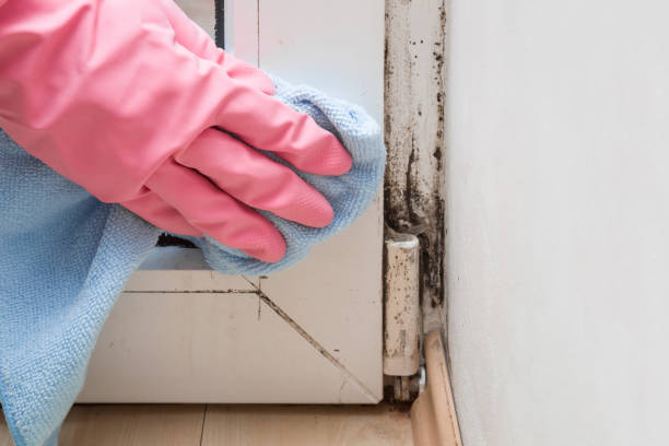 Best Office Mold Removal Services  in Littlefield, TX