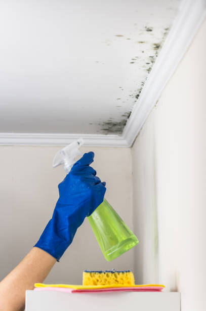 Best Crawl Space Mold Removal  in Littlefield, TX